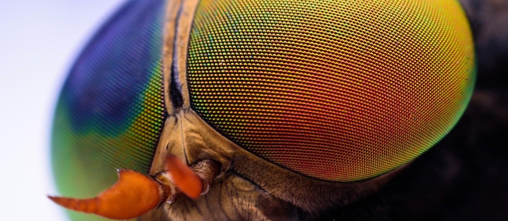 Economics Update Januar 2026 - Macht vor Regeln: Venezuela, die neue Weltordnung und vier Lehren daraus